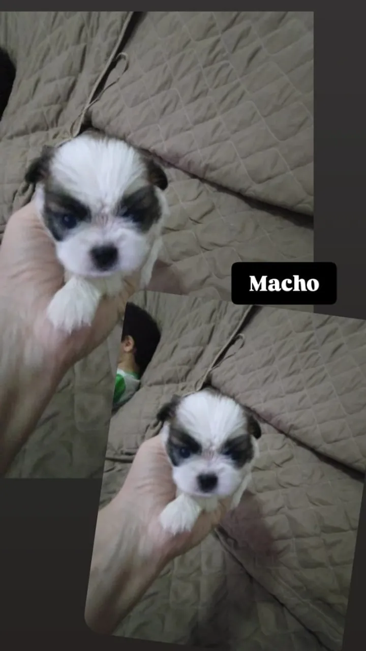 Vendo filhotes de Shitzu