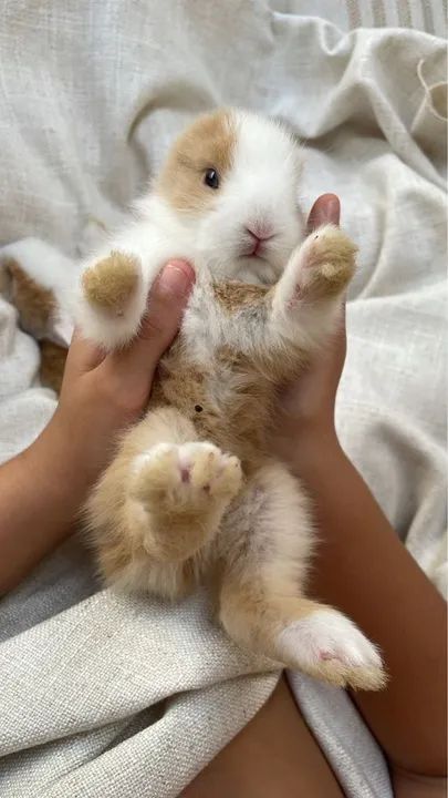 Mini coelho pet raça 150 reais  - Foto 3