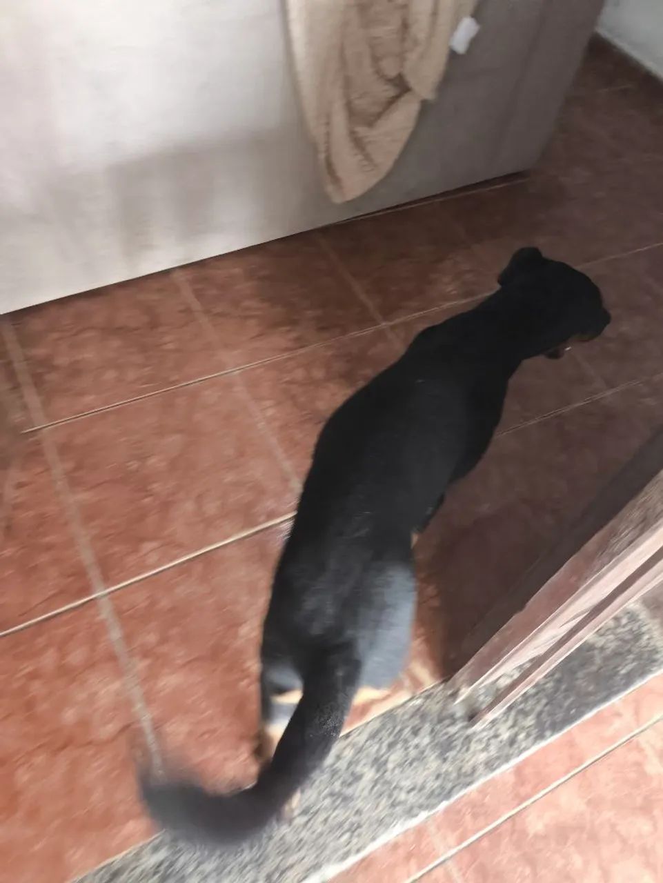 Cachorro Rottweiler - Foto 4
