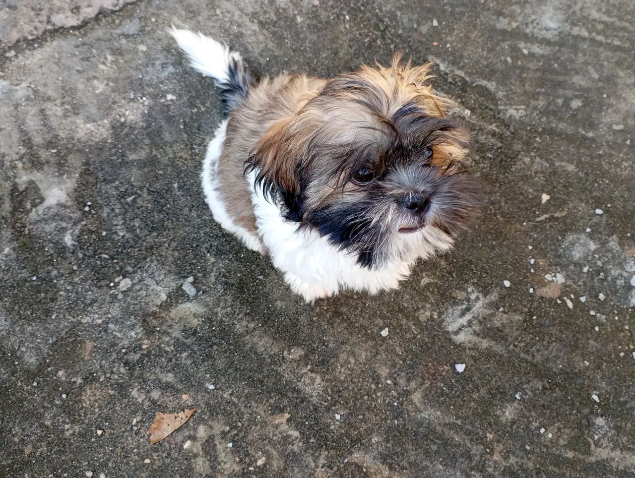 Shih Tzu Filhote de 3 meses macho - Foto 4