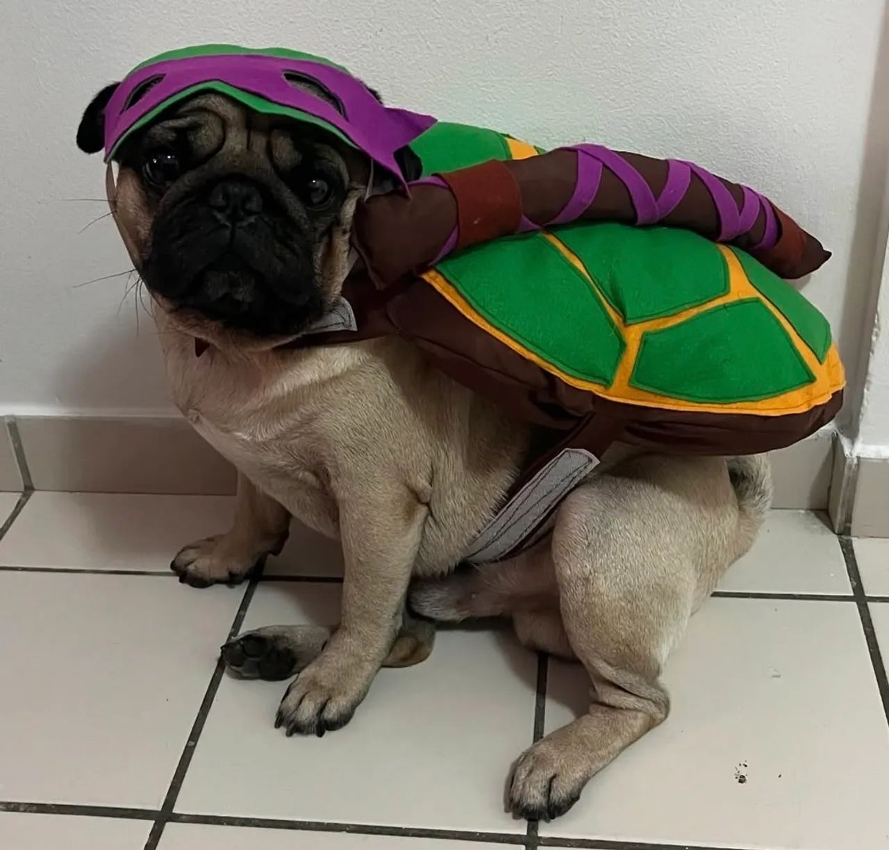 FANTASIA PARA CACHORRO TARTARUGA NINJA 