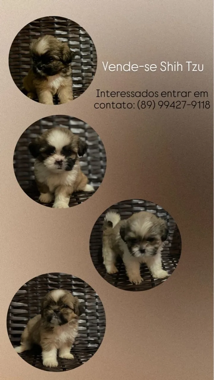 Cachorro shitszu 
