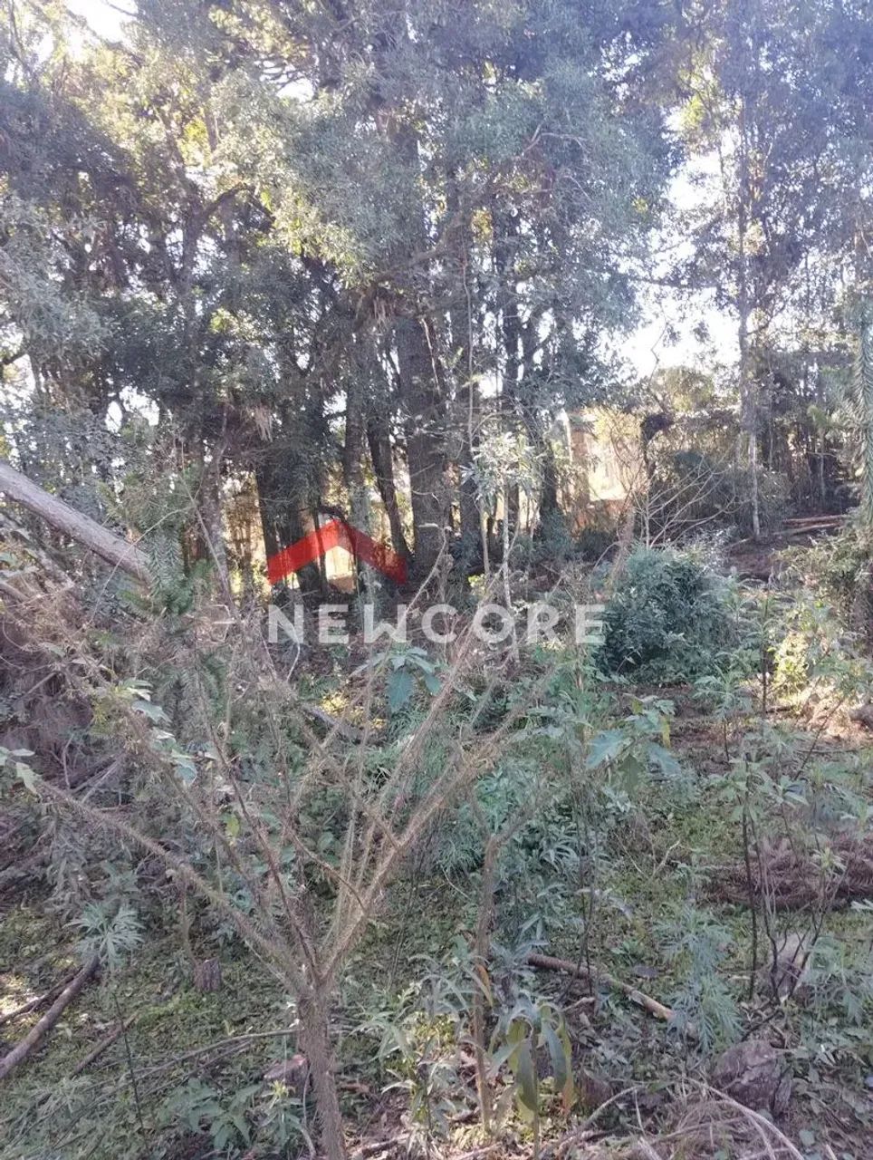 Chácara em Rua João Bortolan - Colônia Murici - São José dos Pinhais/PR - Foto 5