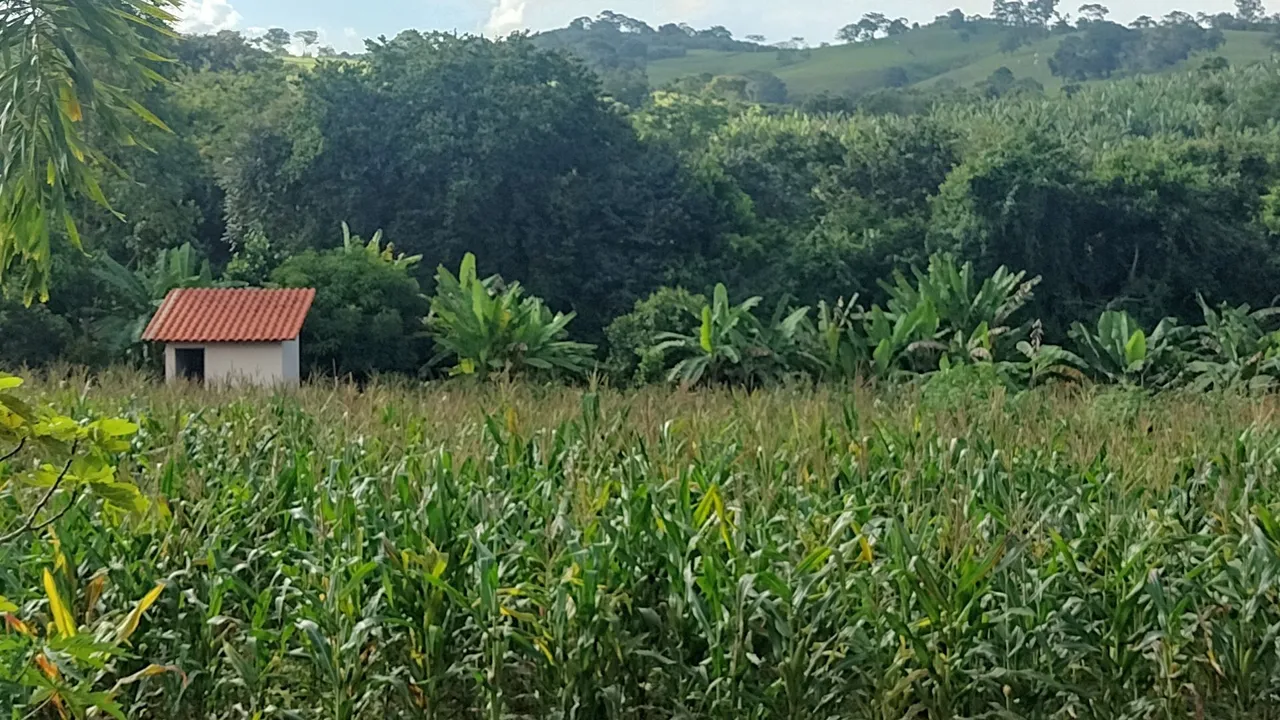 Vende-se um hectare de milho verde.