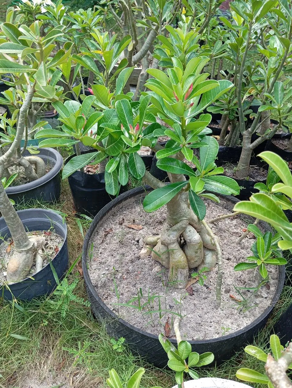 Plantas de Adenium obesum (Rosa do Deserto) em vasos