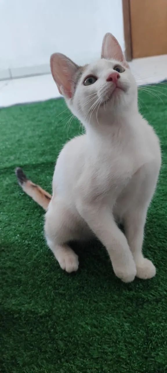 Filhotes para adoção responsável  - Foto 6