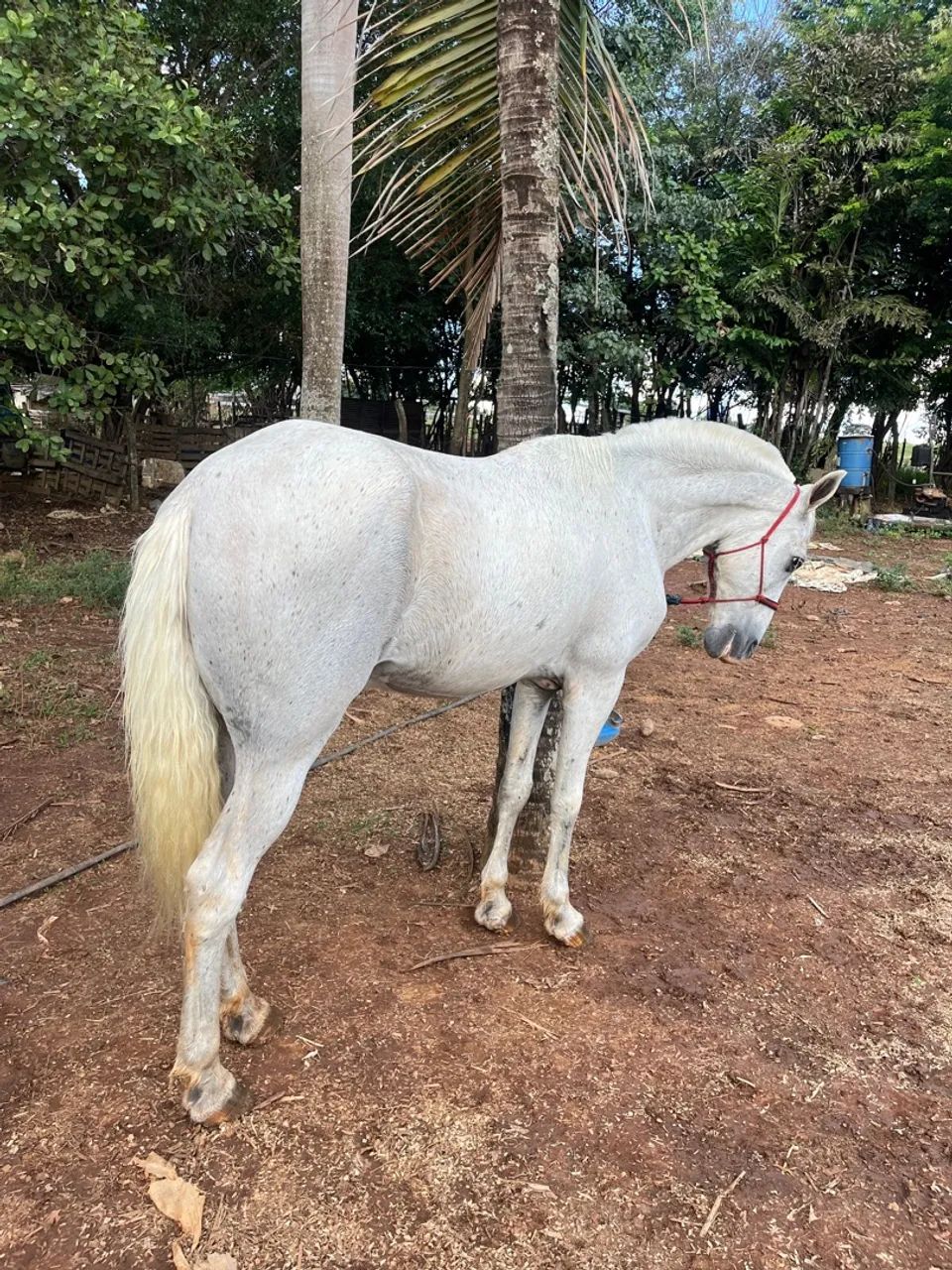 Cavalo manga larga  - Foto 4