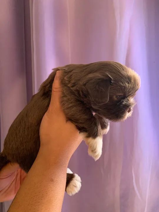 Machinho de shitzu mini disponíveil - Foto 2