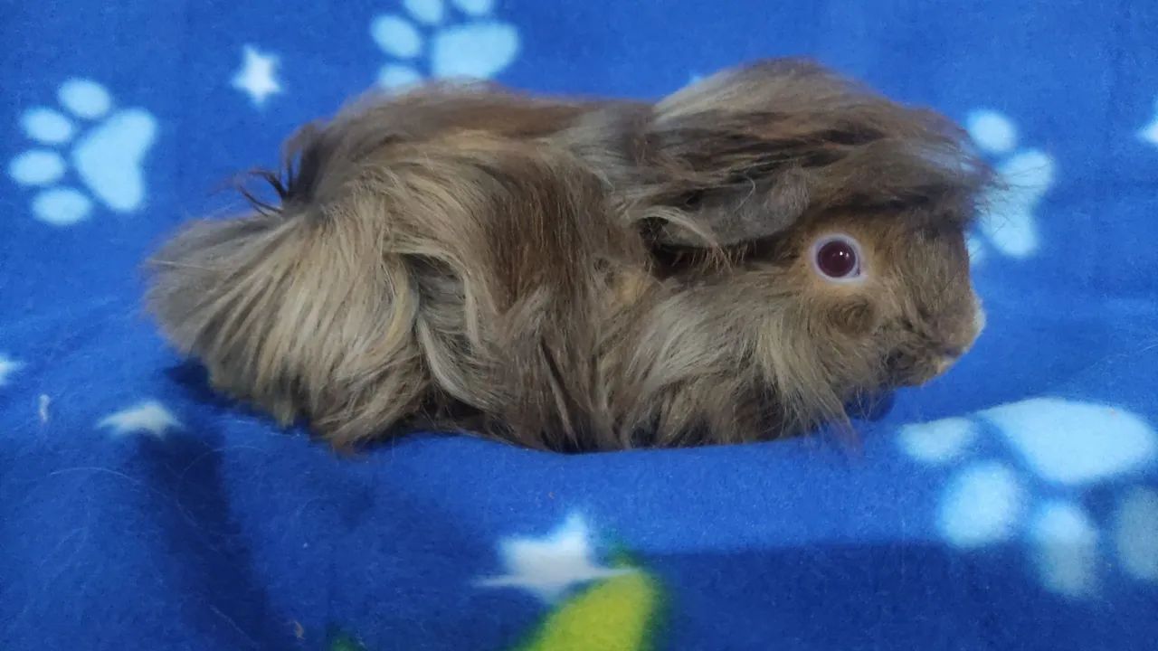 Machinhos disponíveis. - Foto 4