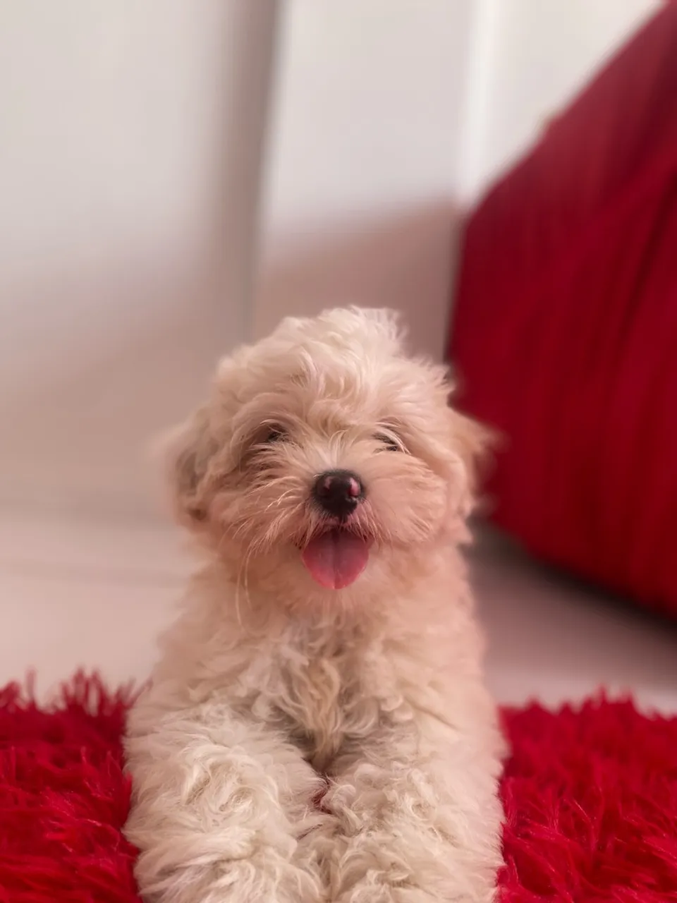 Filhote de shih tzu com poodle
