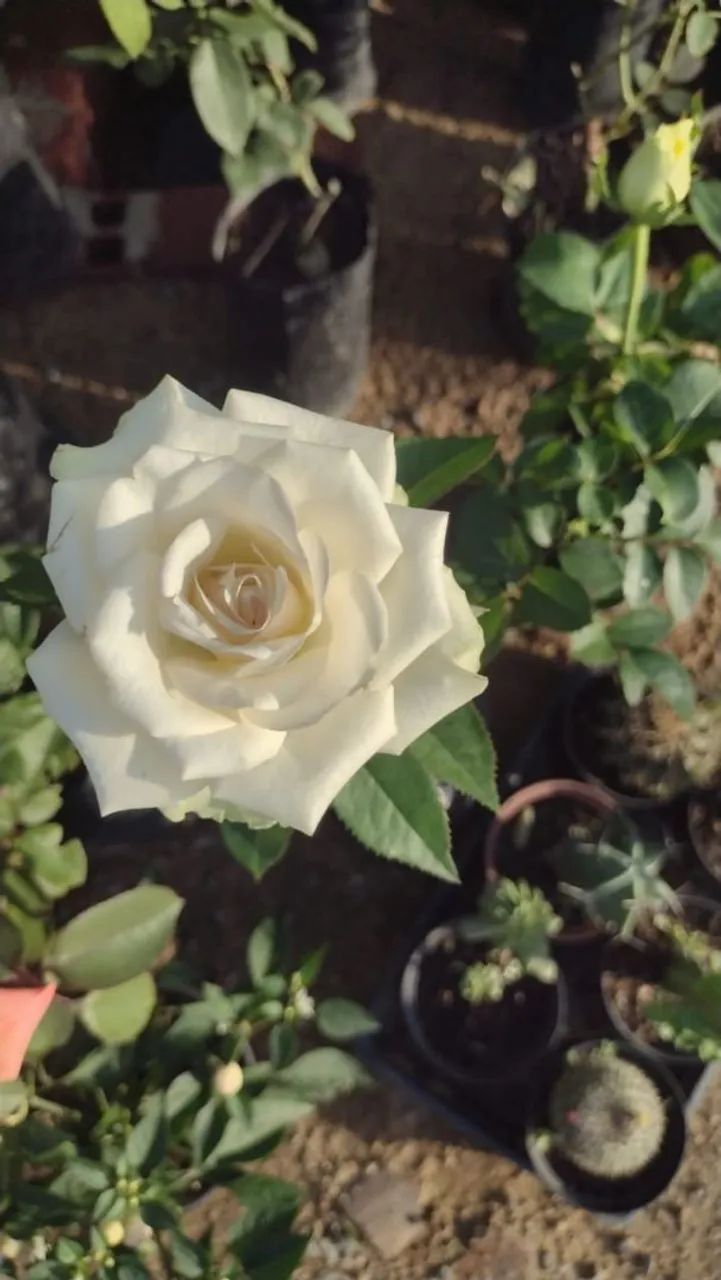 Roseira64310337556227120