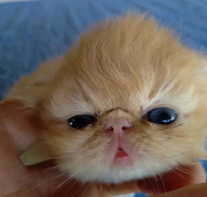 Gatinhos Persa super fofos - Foto 2