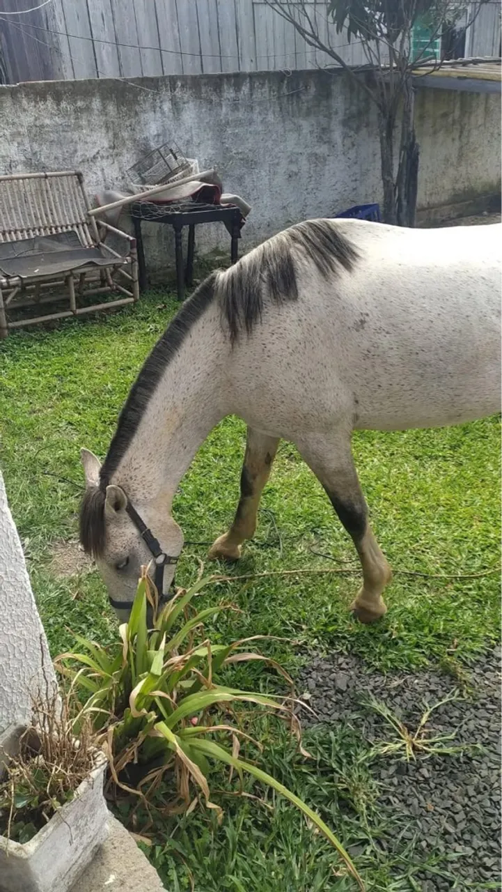 Cavalo para venda