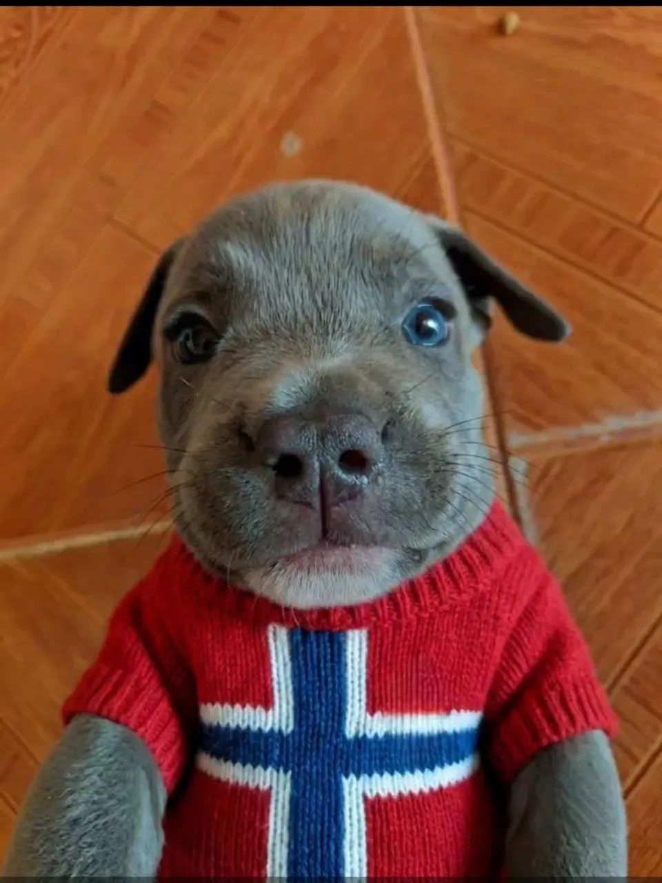 Pitbull  - Foto 2