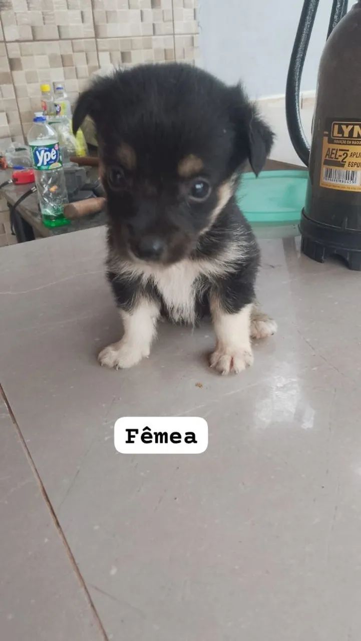 Doação responsável  - Foto 5