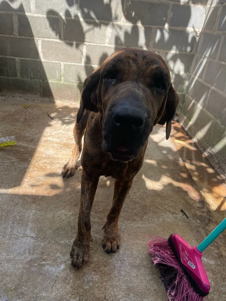 Fila brasileiro 