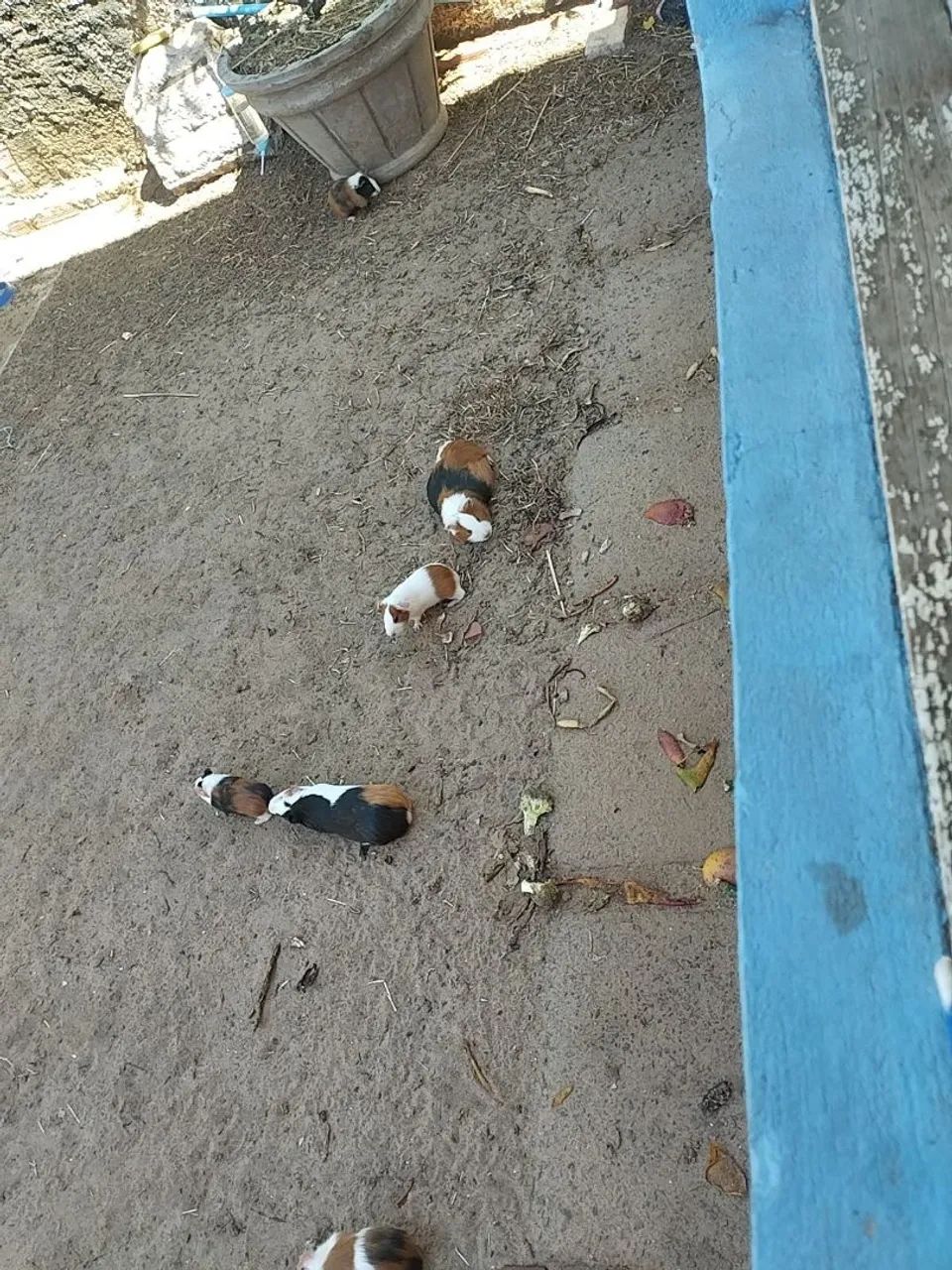 Lindos porquinhos da índia, ótimo animalzinho de estimação  - Foto 4