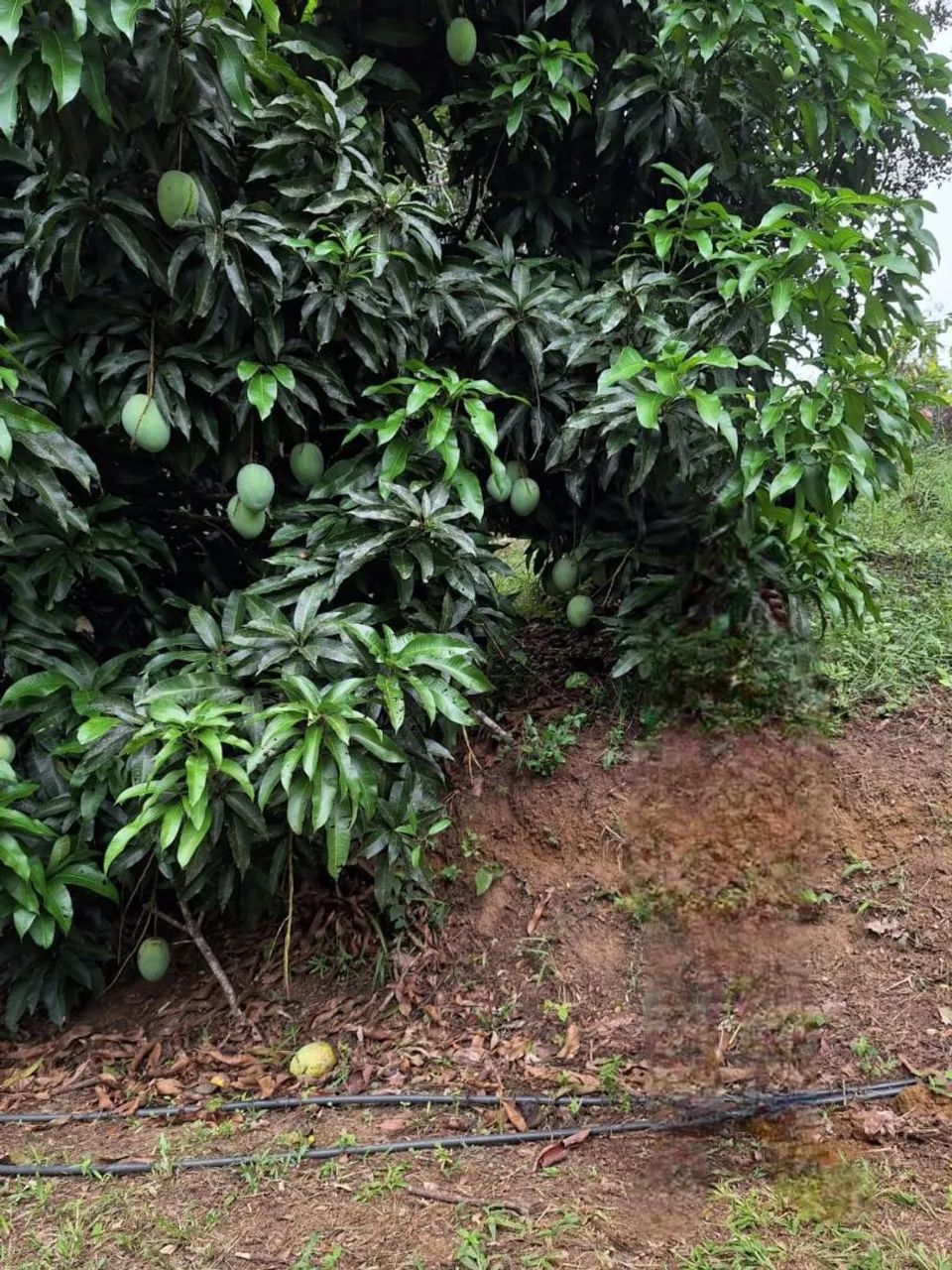 Sítio a venda - Couto - Foto 3