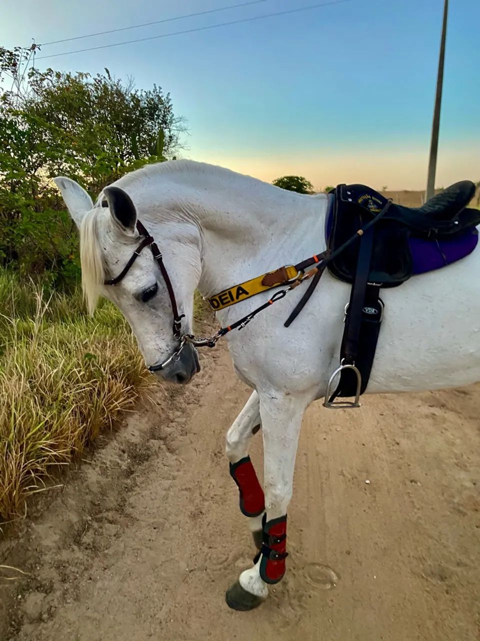 Égua de vaquejada  - Foto 2
