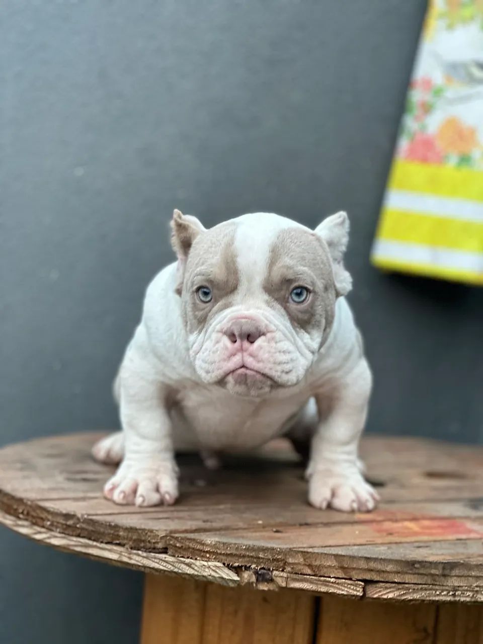 AMERICAN BULLY MICRO - MACHO  - Foto 4