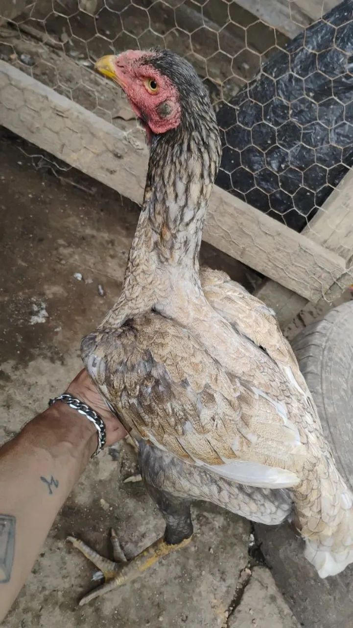 Vendo mais de 20 cabeças de galinha e galos indianos crista bola e crista normal - Foto 6