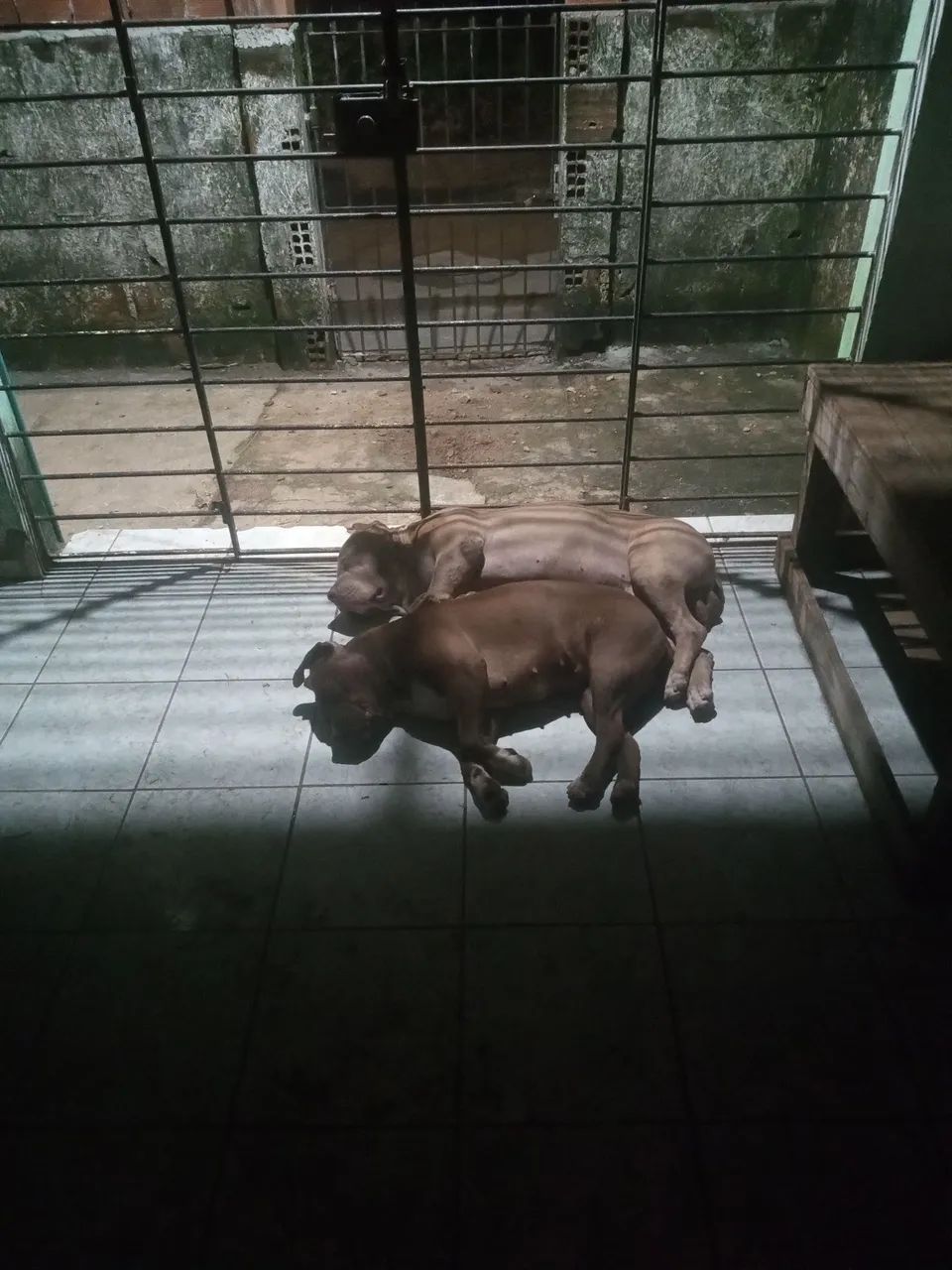 Casal pitmonsters  - Foto 2