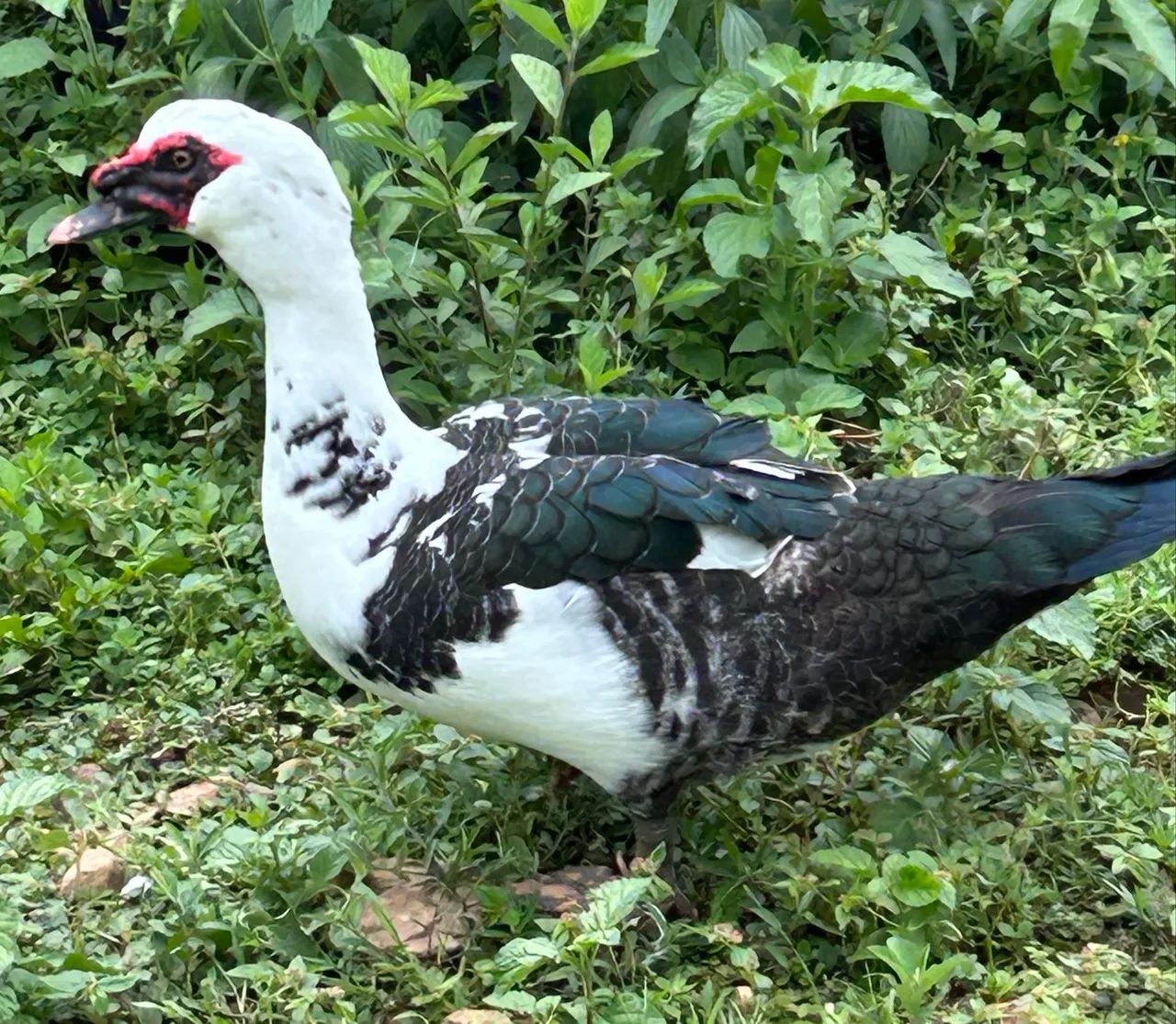 Patos - Foto 2