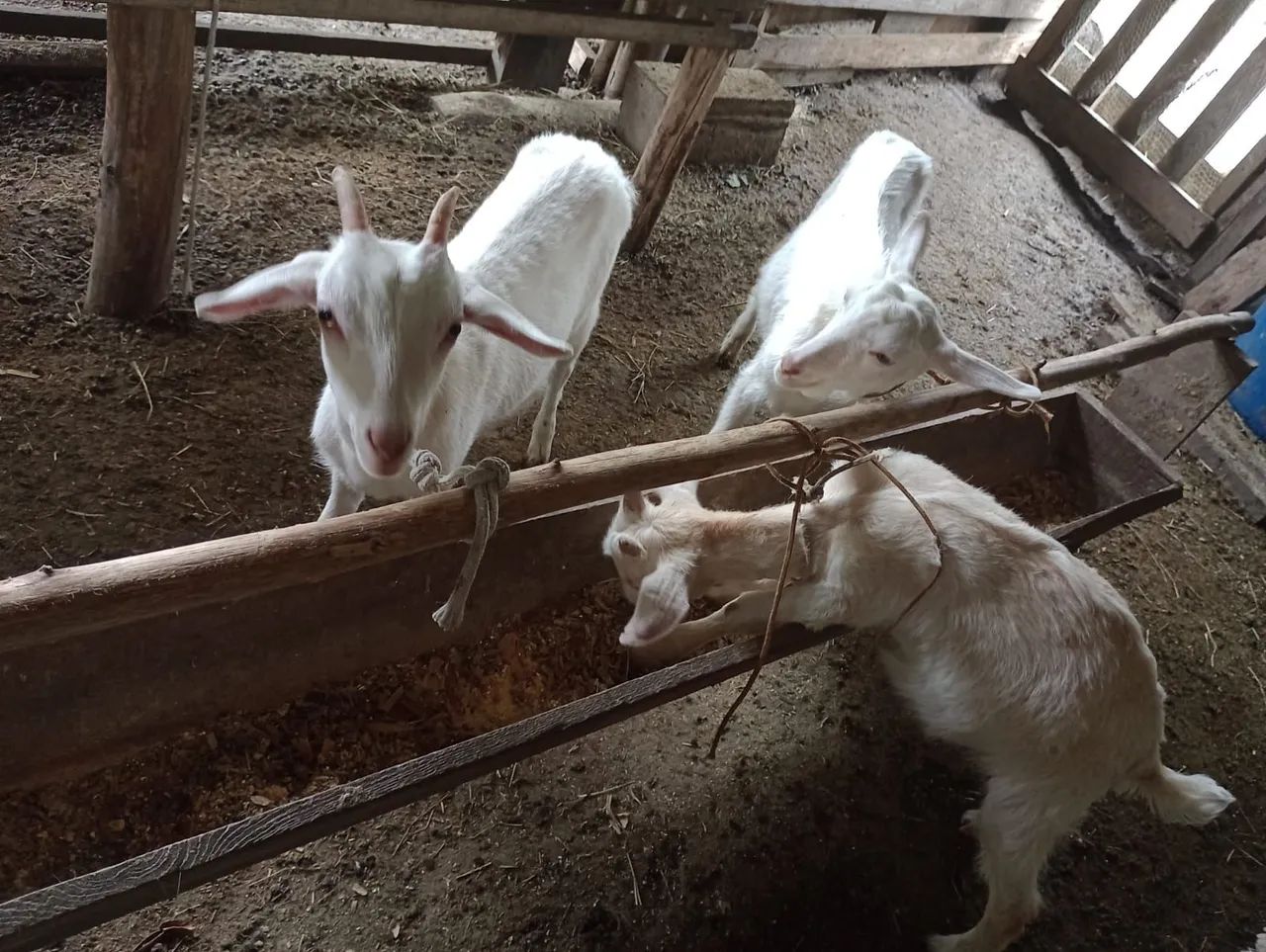 Cabritinhos