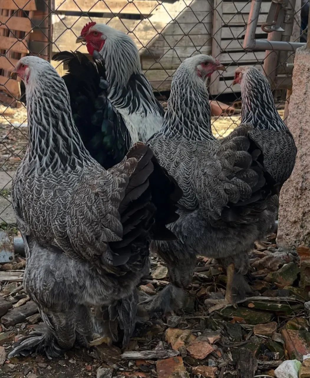 Vendo ovos galados de Brahma  - Foto 5