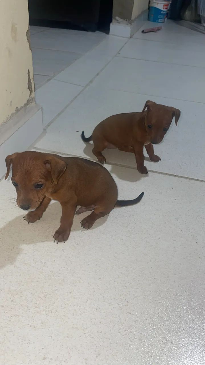 Filhote de Pinscher 1 