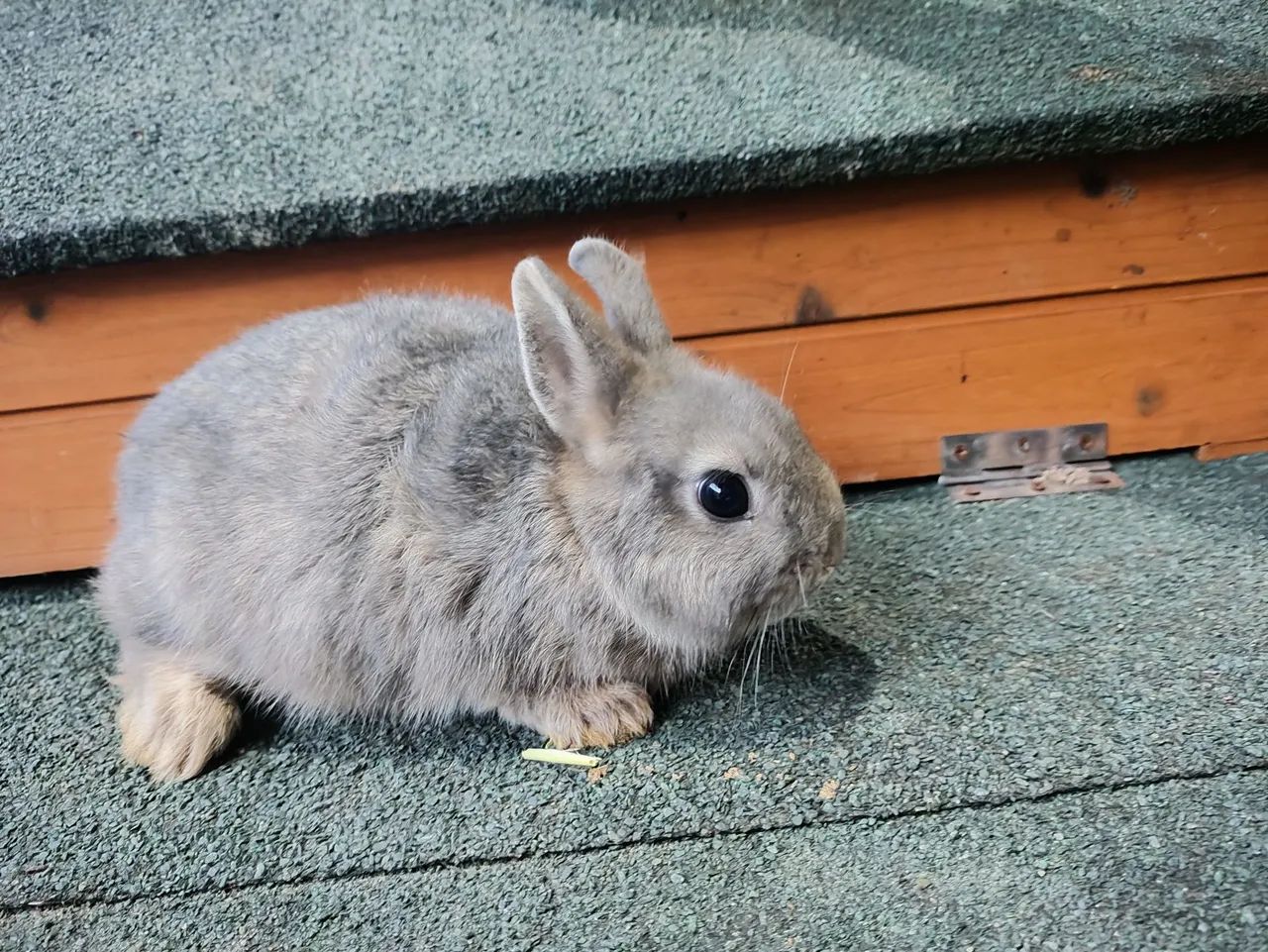 Coelhos filhotes  - Foto 4