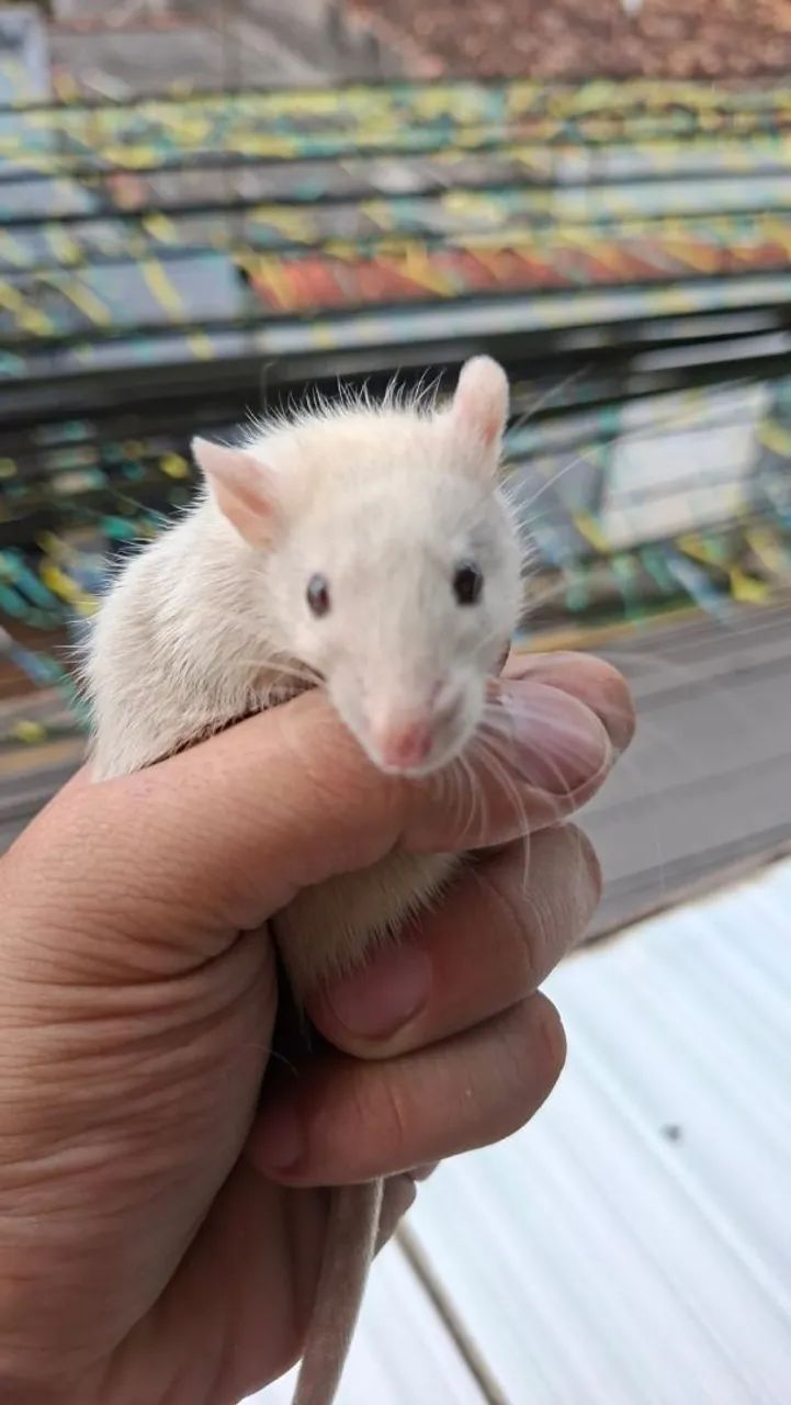 Rato twiste  - Foto 4