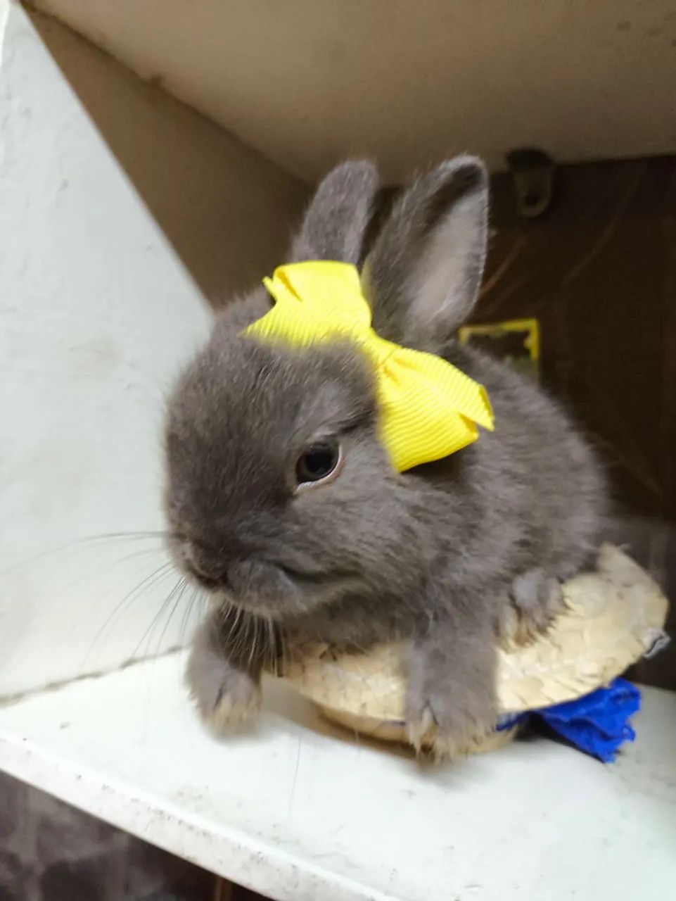 Lindos filhotes peludo.... muito fofos e carinhosos.o - Foto 4