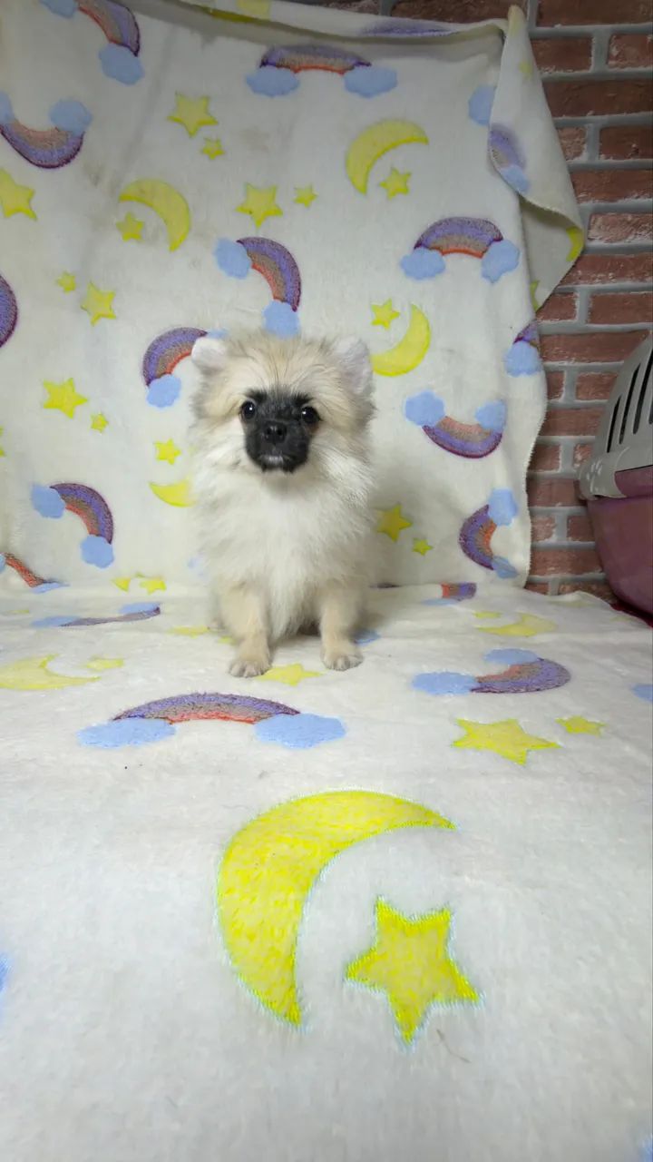 Spitz alemão anão 