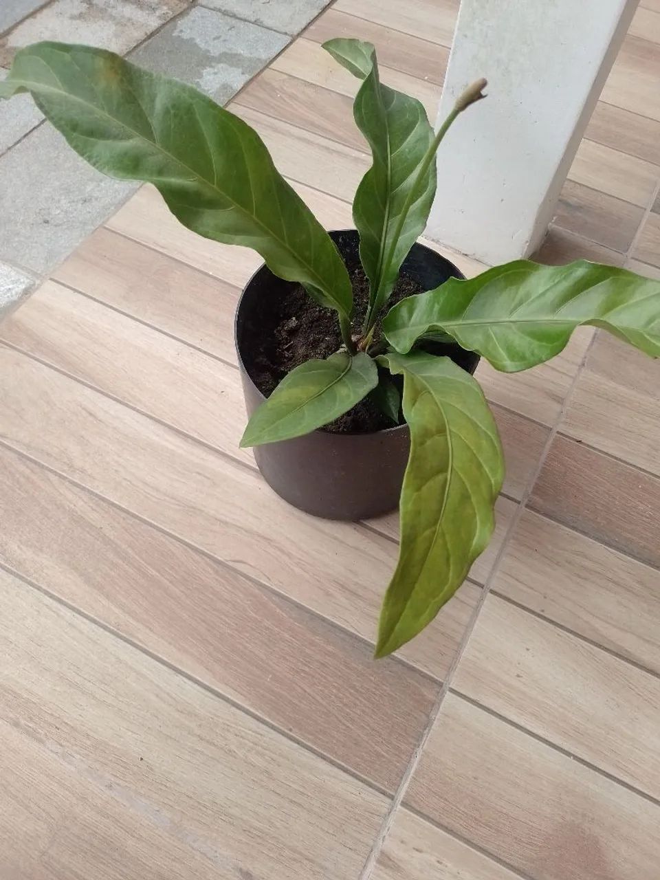 Plantas - Foto 3