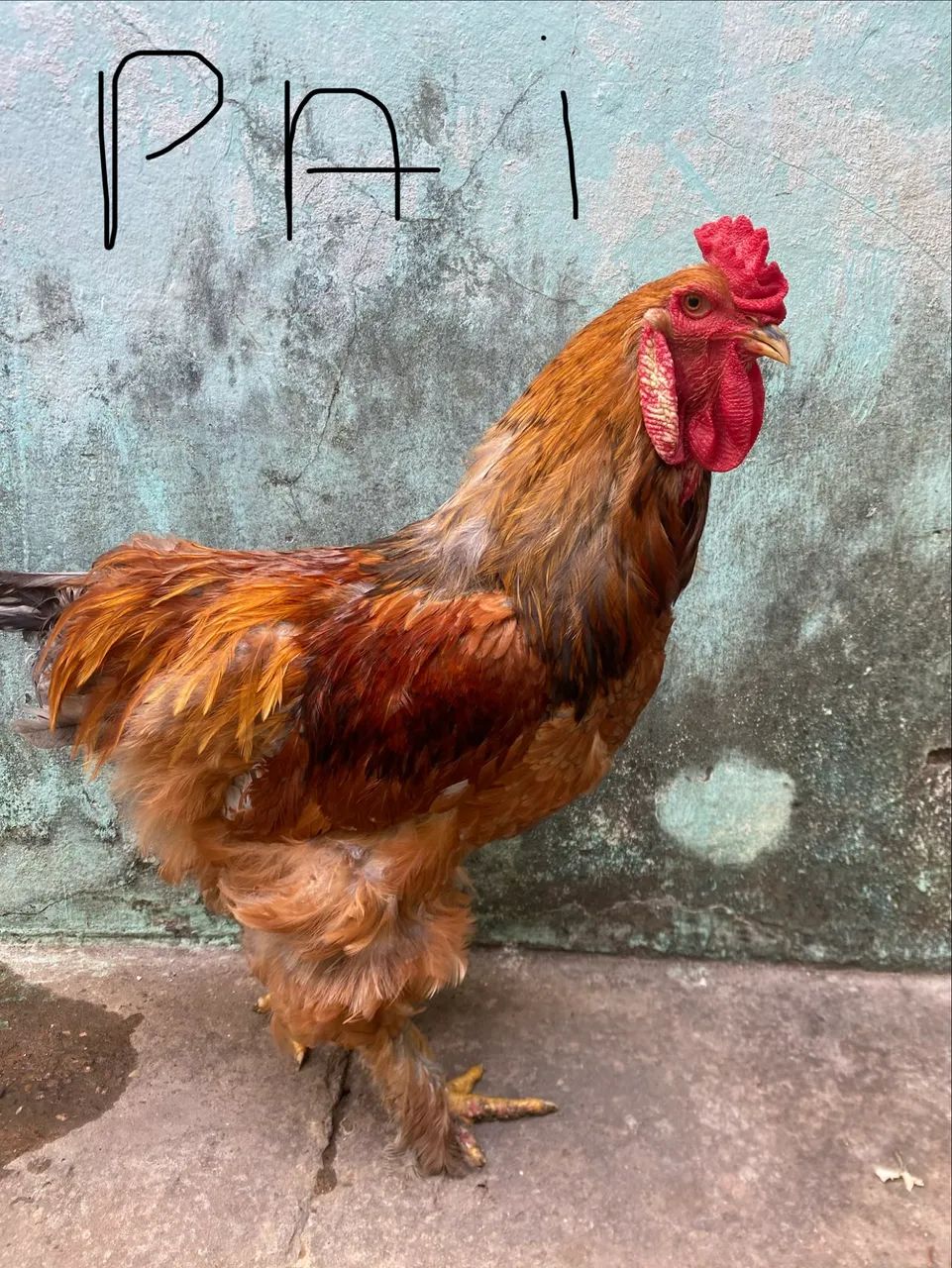 Frango mestiço de Brahma com caipira - Foto 3