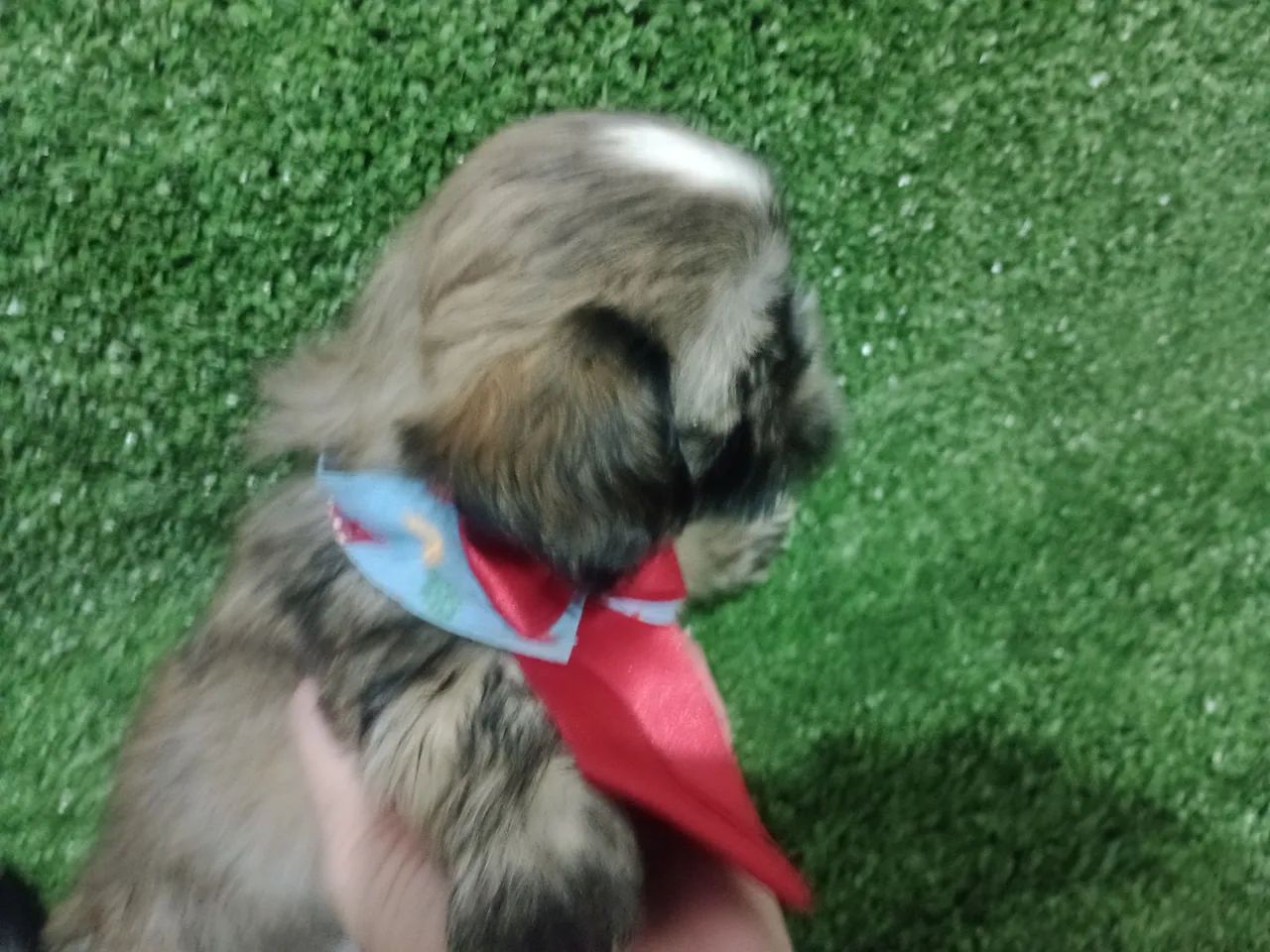 Lindos Bebezinhos de Shitzu  - Foto 3