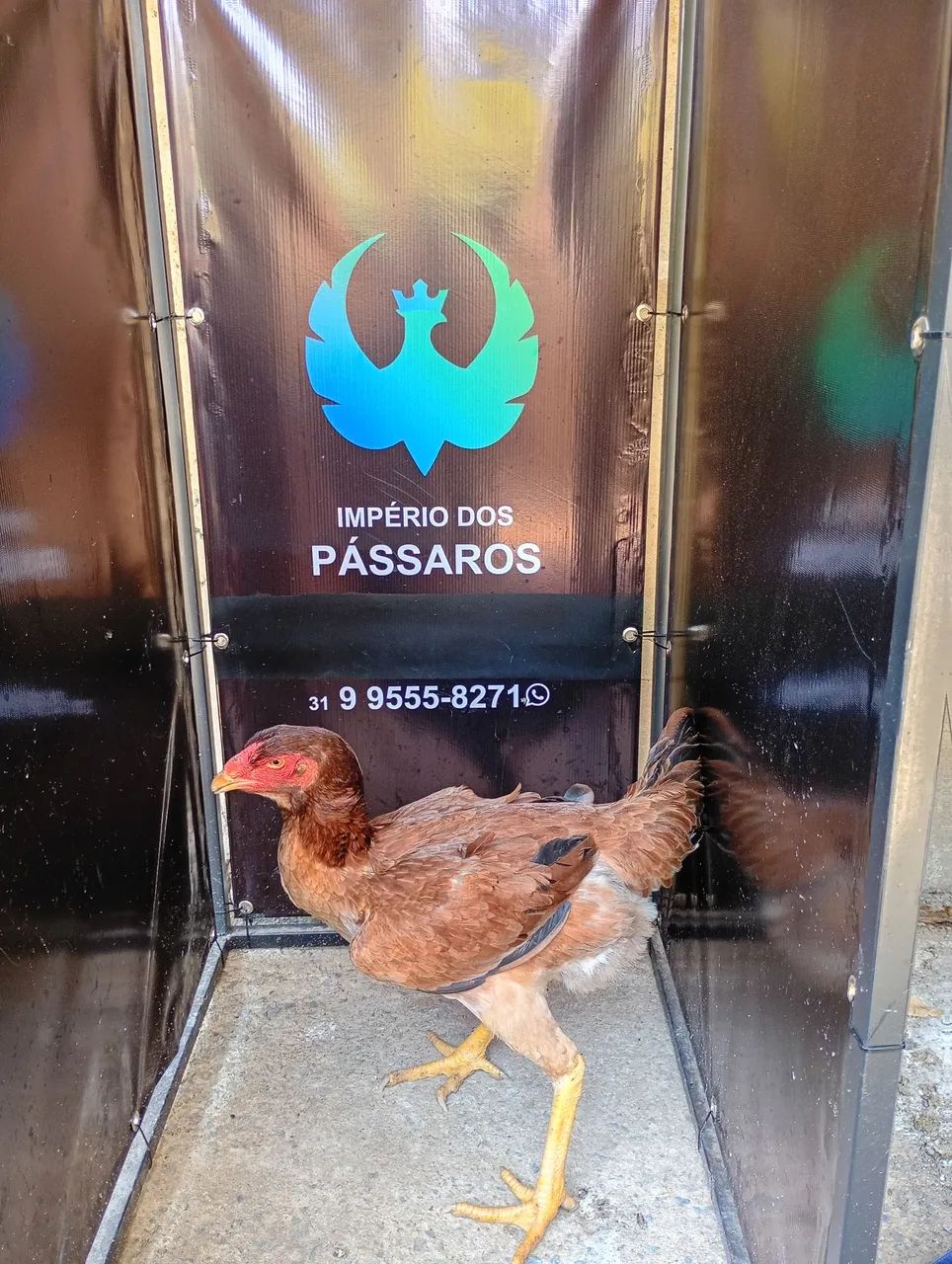 Índio gigante  - Foto 5