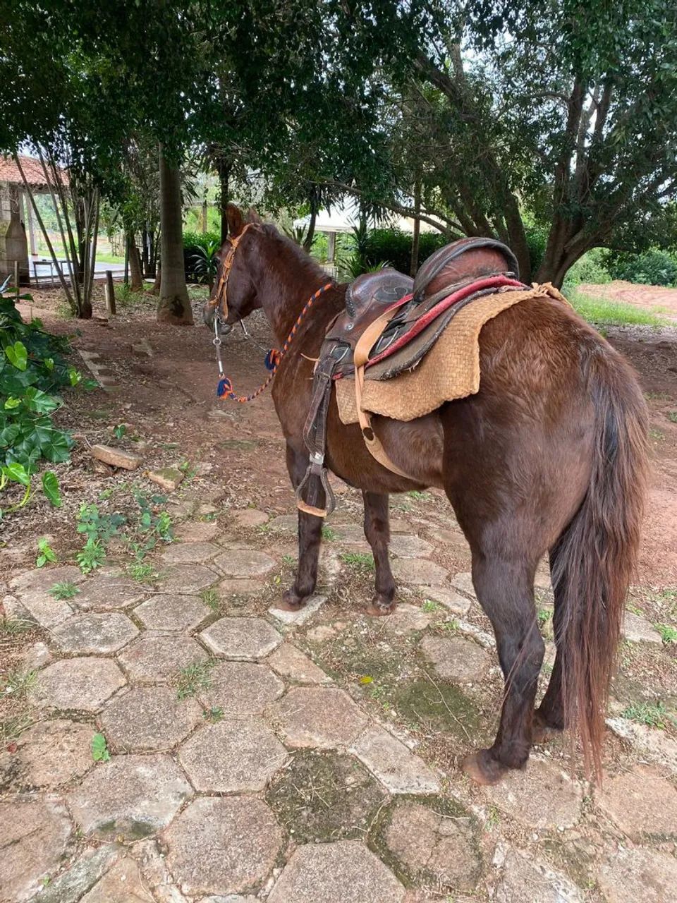 Cavalo - Foto 5