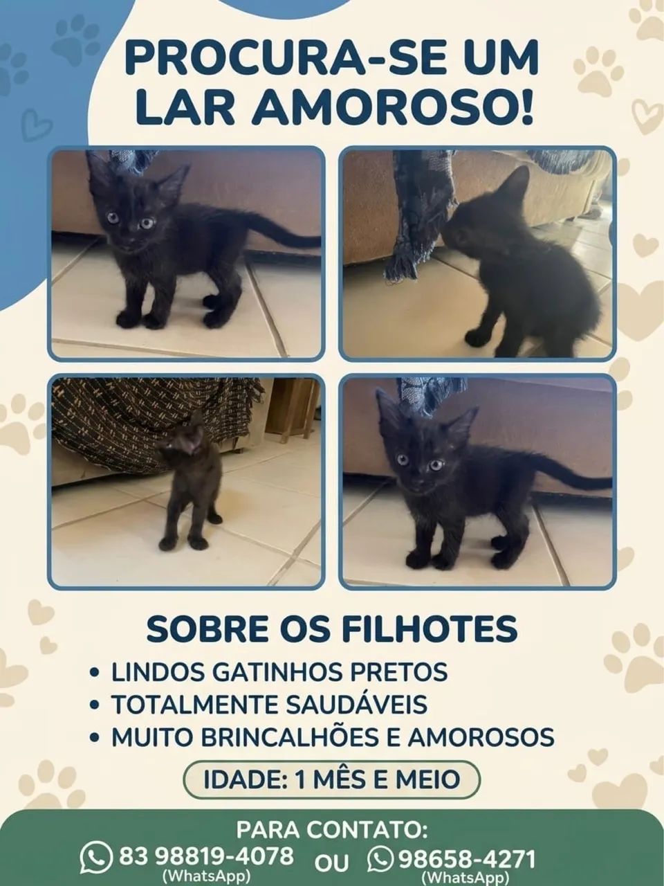 Adoção de gatinhos 