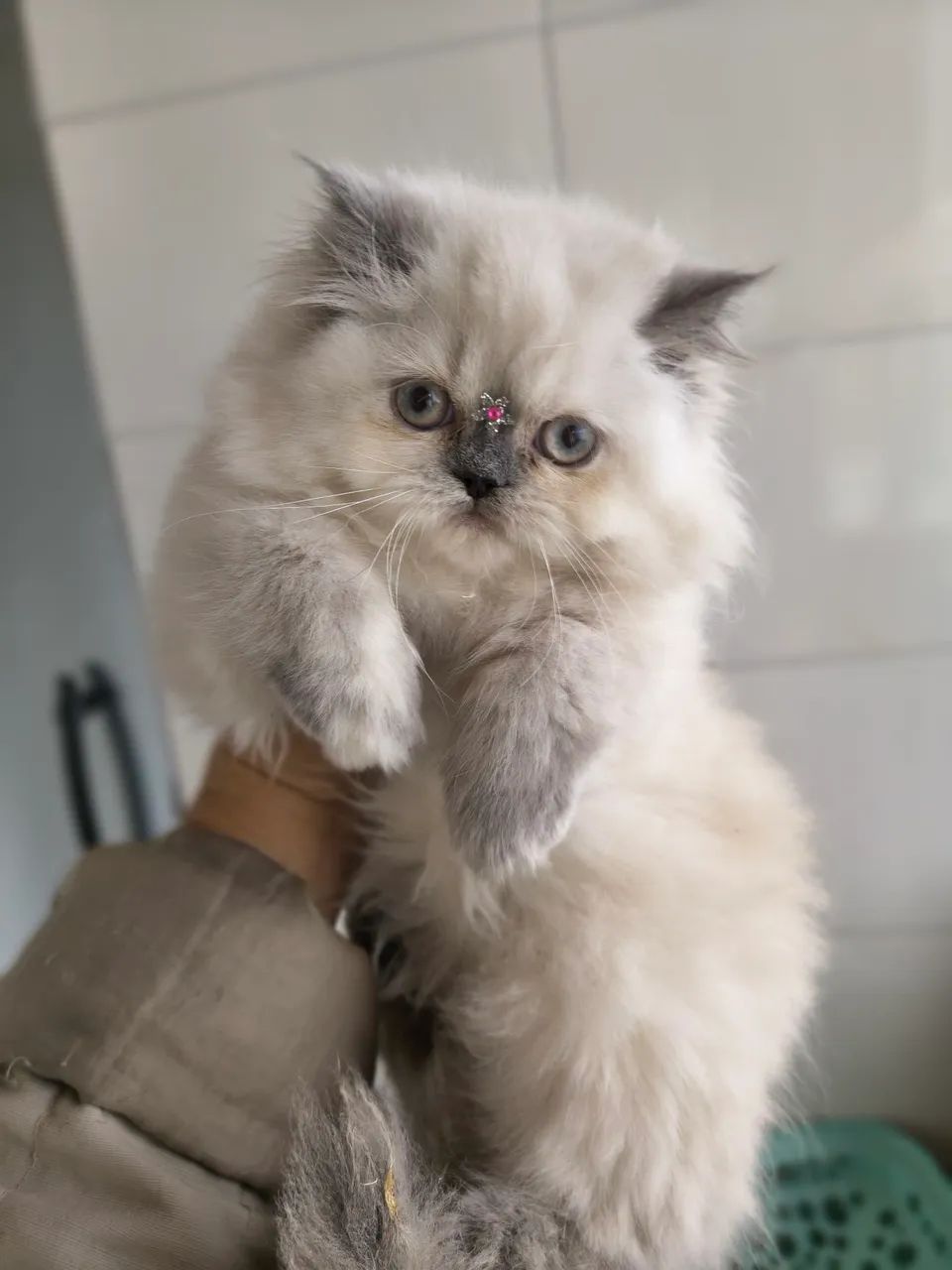 Gata persa