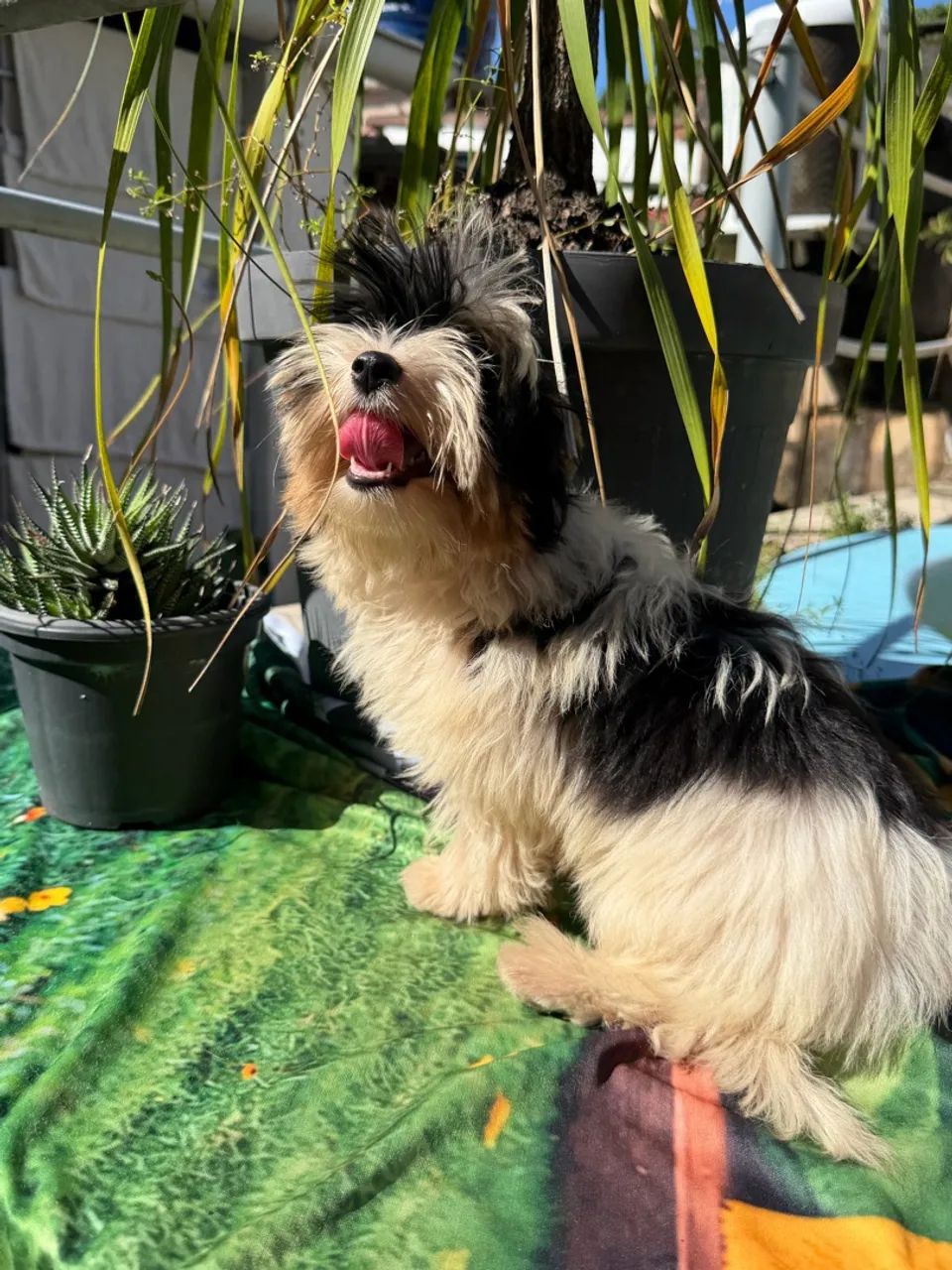 Biewer Terrier  - Foto 3