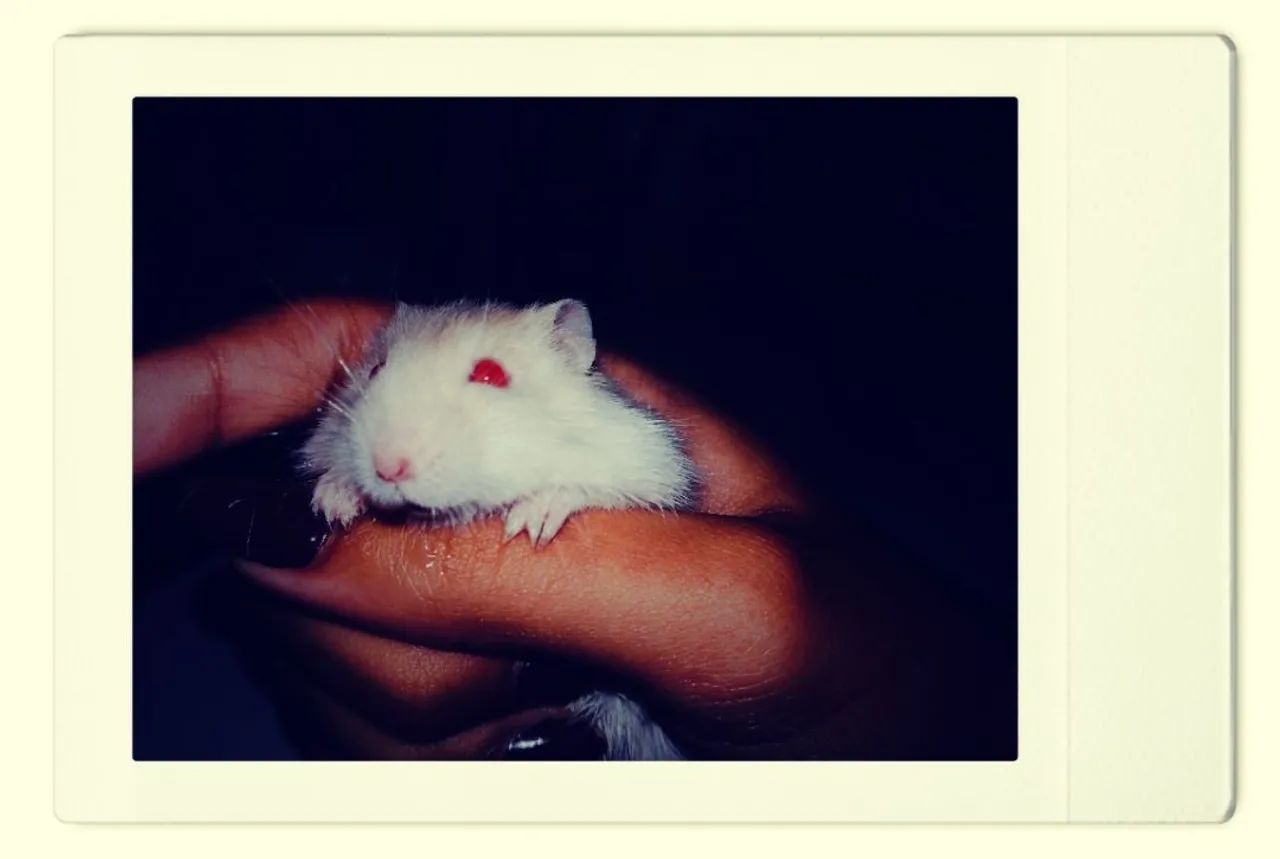 Hamster 