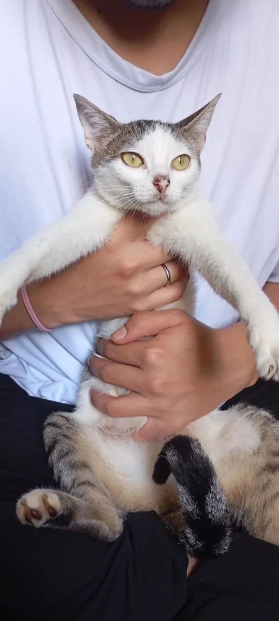 Doação de gatos  - Foto 5