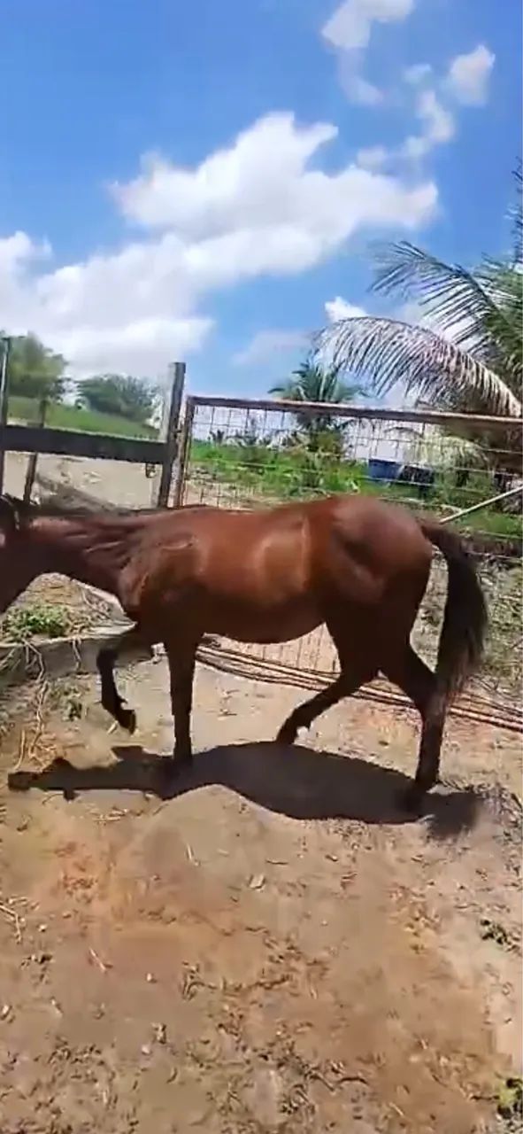 Potro mestico de mangalarga  - Foto 3