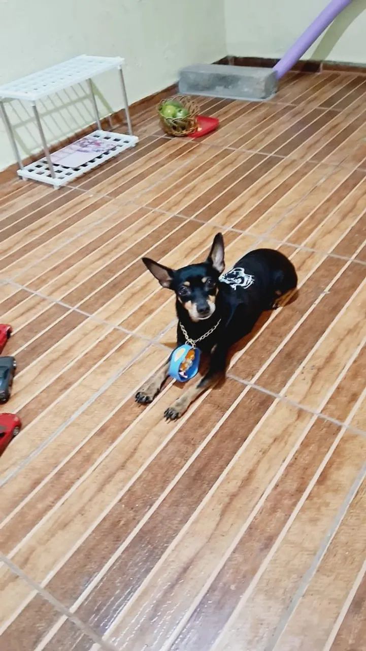Cachorro Pincher  - Foto 3