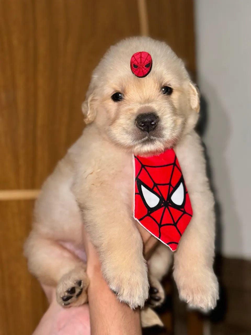 Golden Retriever macho  - Foto 2