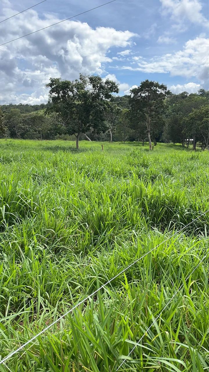 Oportunidade 13 hectares 