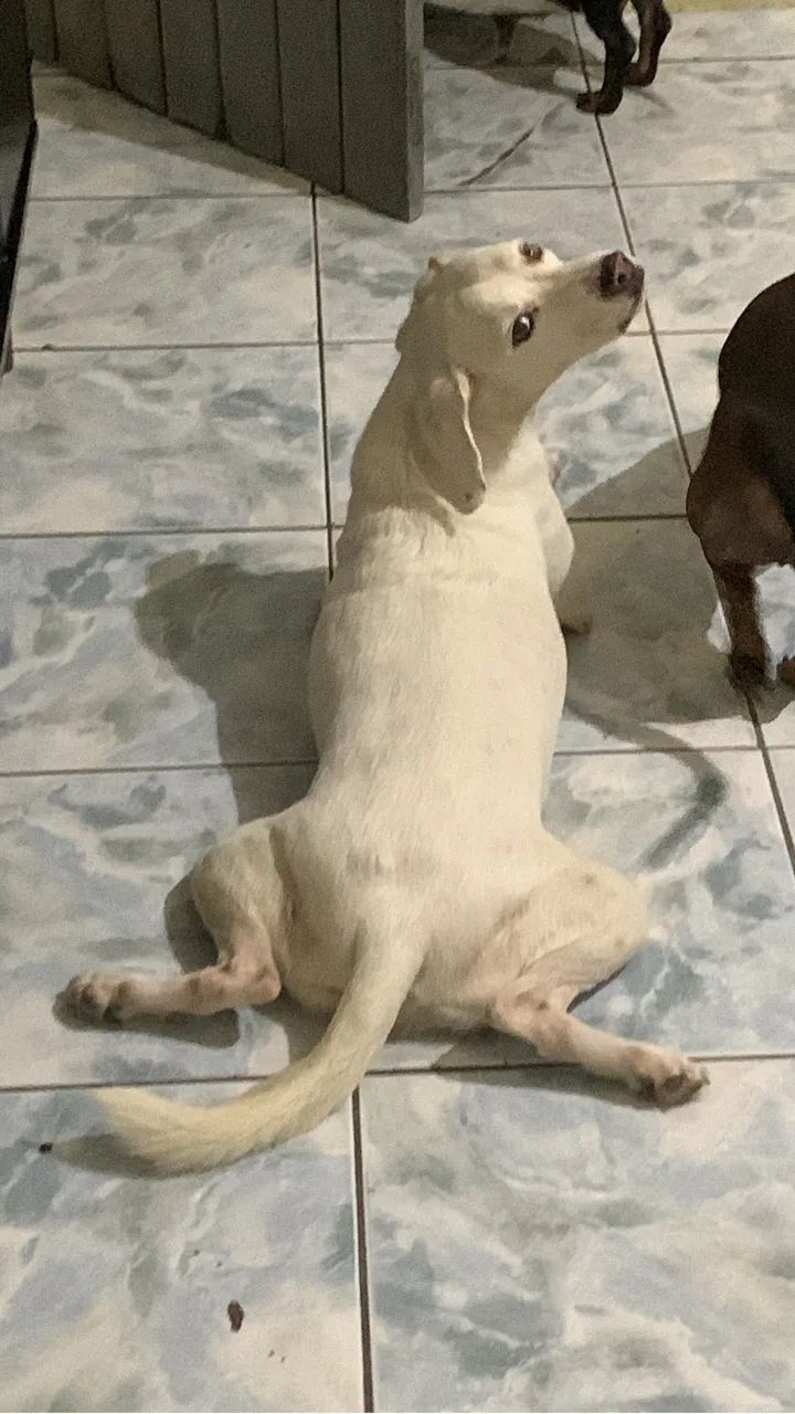adoção responsável  - Foto 3