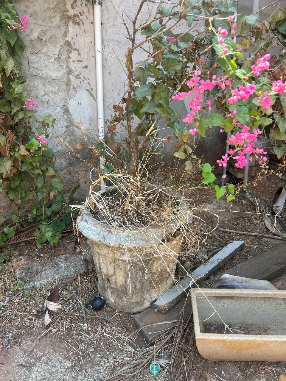 Vasos de plantas - Foto 5
